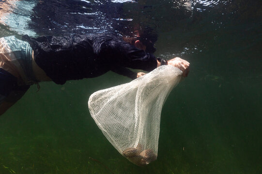 Man holds mesh bag of scallops as he swims