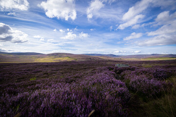 The image shows a field of purple heather in Scotland. The scenery includes clouds in the sky, grass, and hills / mountains in the background.