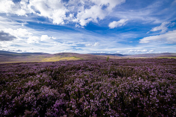 The image shows a field of purple heather in Scotland. The scenery includes clouds in the sky, grass, and hills / mountains in the background.