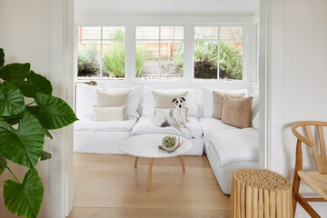 Whippet dog in modern cottage living room