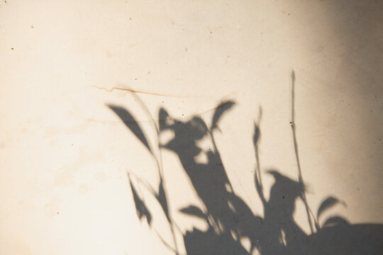 Shadow of a plant on a textured beige wall