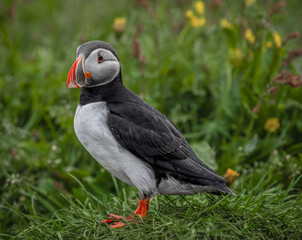 Puffin in Iceland, looking left,  in green grass with out of focus yellow flowers in the background.