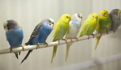 Obraz premium Closeup of group of multicolored budgies perching in birdcage in pet shop