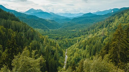 Obraz premium A forest valley with a river dividing it and distant mountains