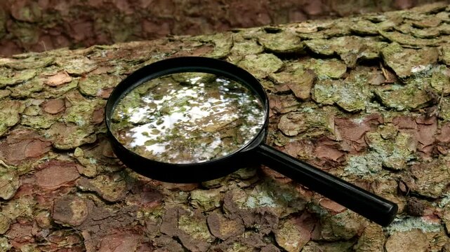 Video of magnifying glass on the trunk of a spruce - the glass reflect the canopy of the forest