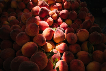 Fresh Peaches in Market Display
