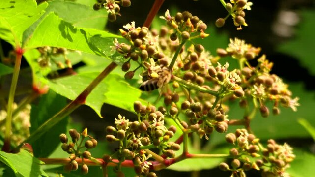 Wild vine flowers in front of wooden background being pollinated by honey bees