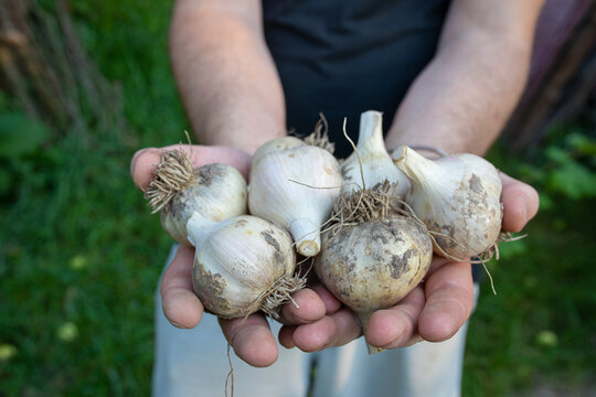 garlic on a man's palms