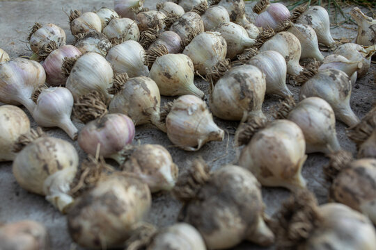 side view of rows of garlic