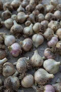 garlic on a gray background
