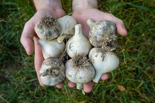  garlic in hands