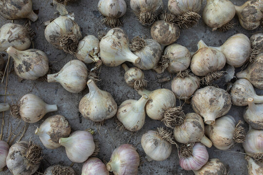  a lot of dried garlic