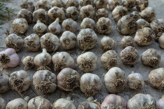  side view of a pile of garlic