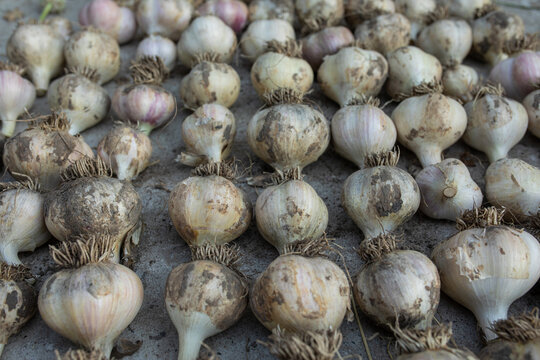  heads of garlic