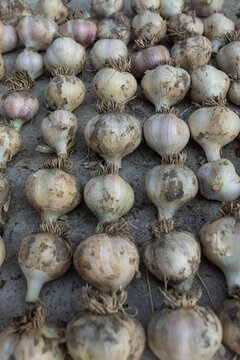  drying garlic