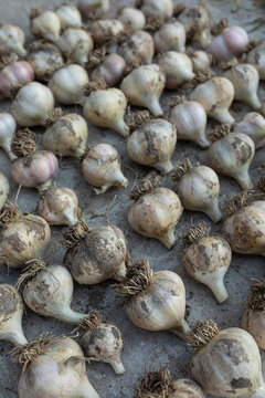  garlic at the market
