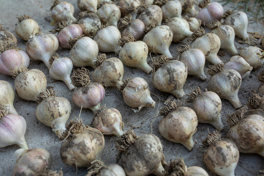  dry garlic on the ground