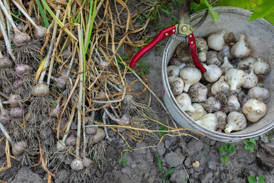  bucket with dug garlic