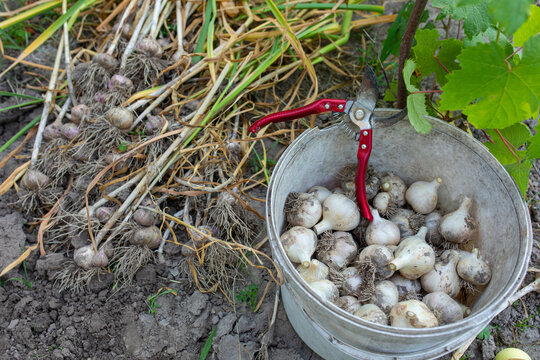  dug up garlic lies on the ground, next to a bucket of garlic
