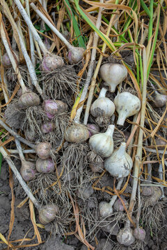  dug garlic in the ground