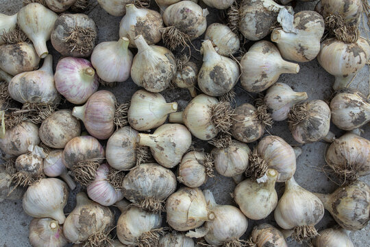  a bunch of garlic
