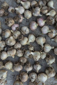  a lot of garlic lying around by chance