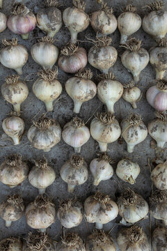  rows of garlic