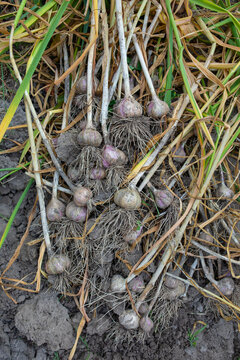  a bunch of freshly dug garlic