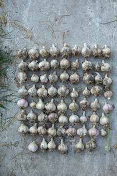  beautifully arranged garlic