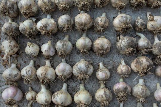  a lot of garlic lying the same way