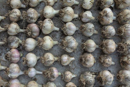  composition of garlic