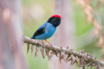 tangará (Chiroxiphia caudata)