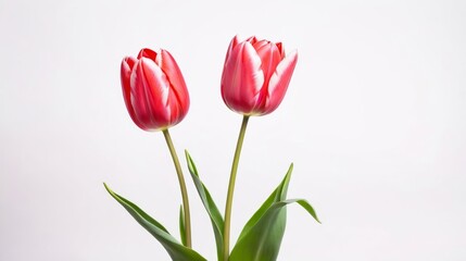 Fototapeta premium Pink Flowers in Vase