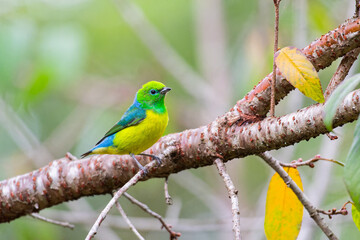 gaturamo-bandeira (Chlorophonia cyanea)