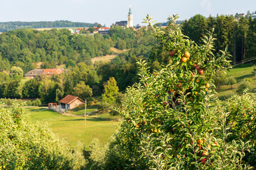 Viele Früchte auf einem Baum in einer Obstplantage