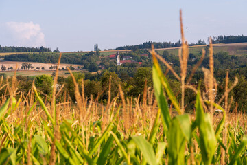 Maisfeld Scharten Kronberg Obst-Hügel-Land