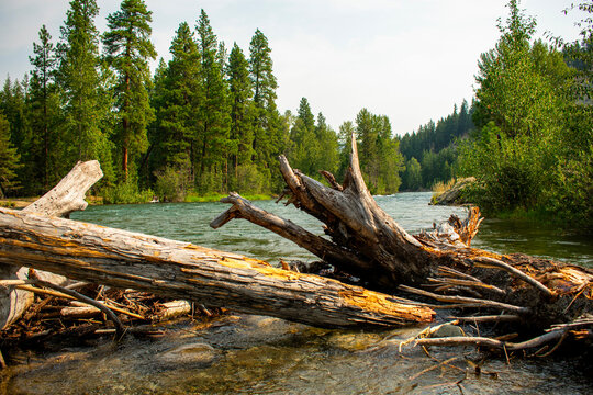Driftwood on a River