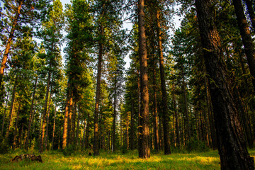 Fototapeta premium Autumn in the Forest