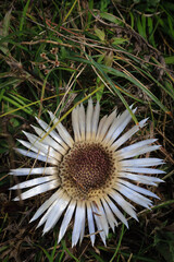 Piękny, biały kwiat dziewięćsił bezłodygowy rosnący w tatrzańskiej dolinie na skraju lasu. A beautiful, white flower flower growing in a Tatra valley at the edge of the forest.