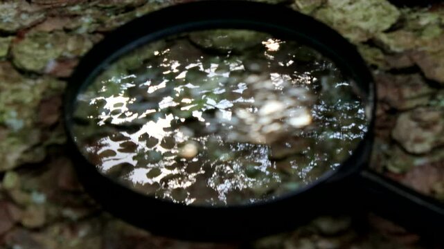 Close up video with magnifying glass on a spruce trunk - with reflection of the canopy of the forest