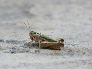 grasshopper on the ground