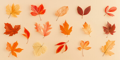 Fototapeta premium autumn leaves, like maple and oak, in various shades of orange, red, and yellow against an isolated ecru background