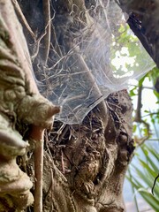 tree trunk with spider net 
