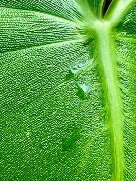 green leaf texture