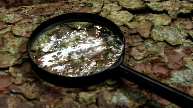 Magnifying glass on the trunk of a spruce - In the glass it reflects the canopy of the forest