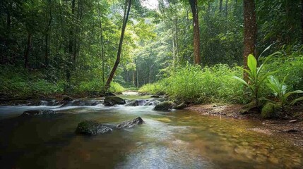 Fototapeta premium A wide view of a forest with a clear, babbling brook running through it, surrounded by lush vegetation and a canopy of trees.