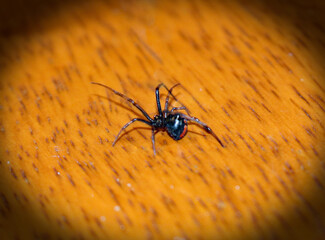Black Widow Spider