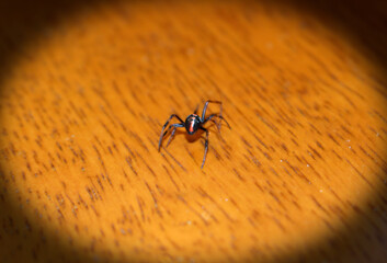 Black Widow Spider