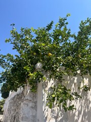 lemmon tree in summer