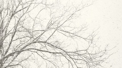 Bare Tree Branches in Winter